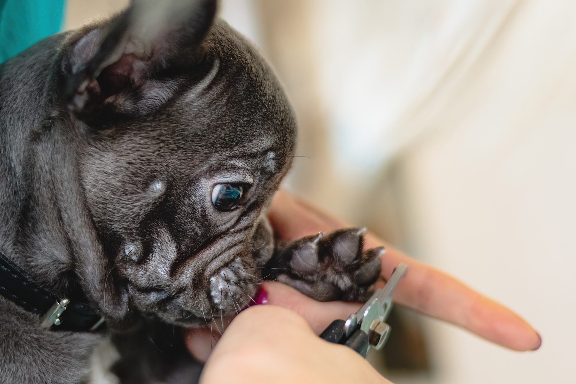 Dog getting nail trim