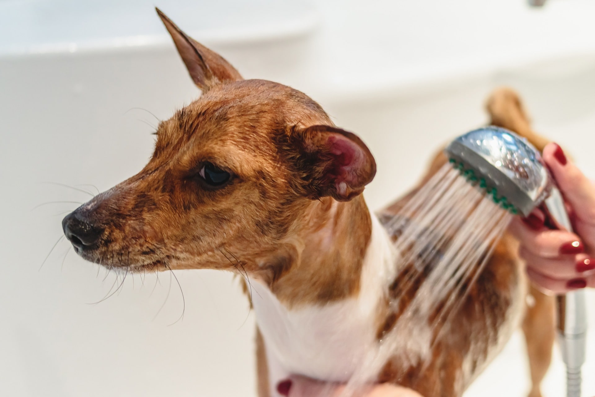 Dog getting a bath