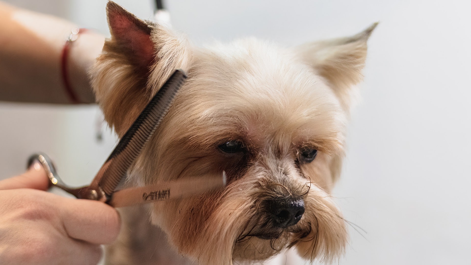 Dog getting hair trim